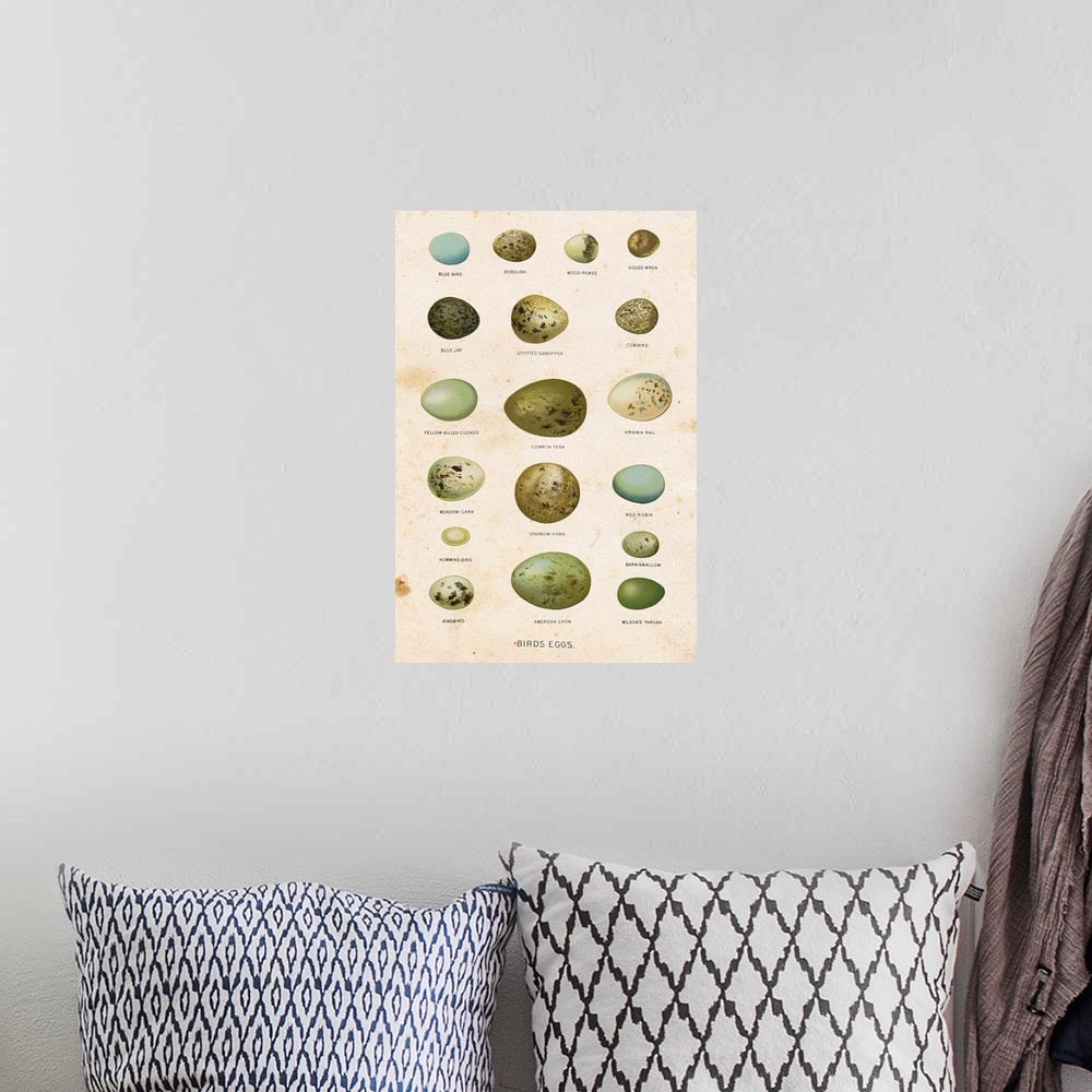 A bohemian room featuring Illustration of an assortment of bird eggs of different colors and sizes.