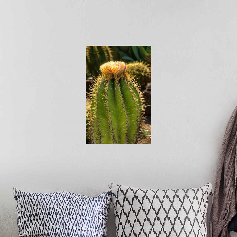 A bohemian room featuring Cactus Flowers I