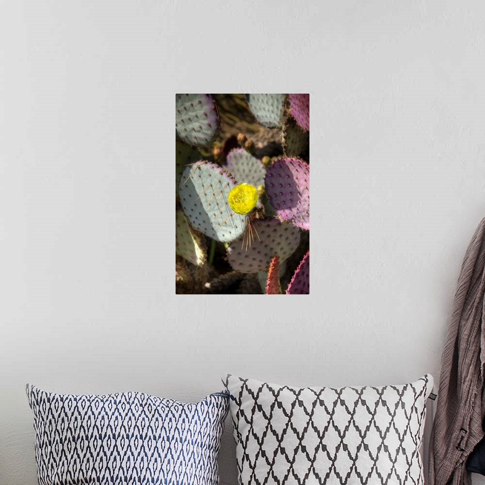 A bohemian room featuring Close up of blooming flowers on a cactus covered in spines.