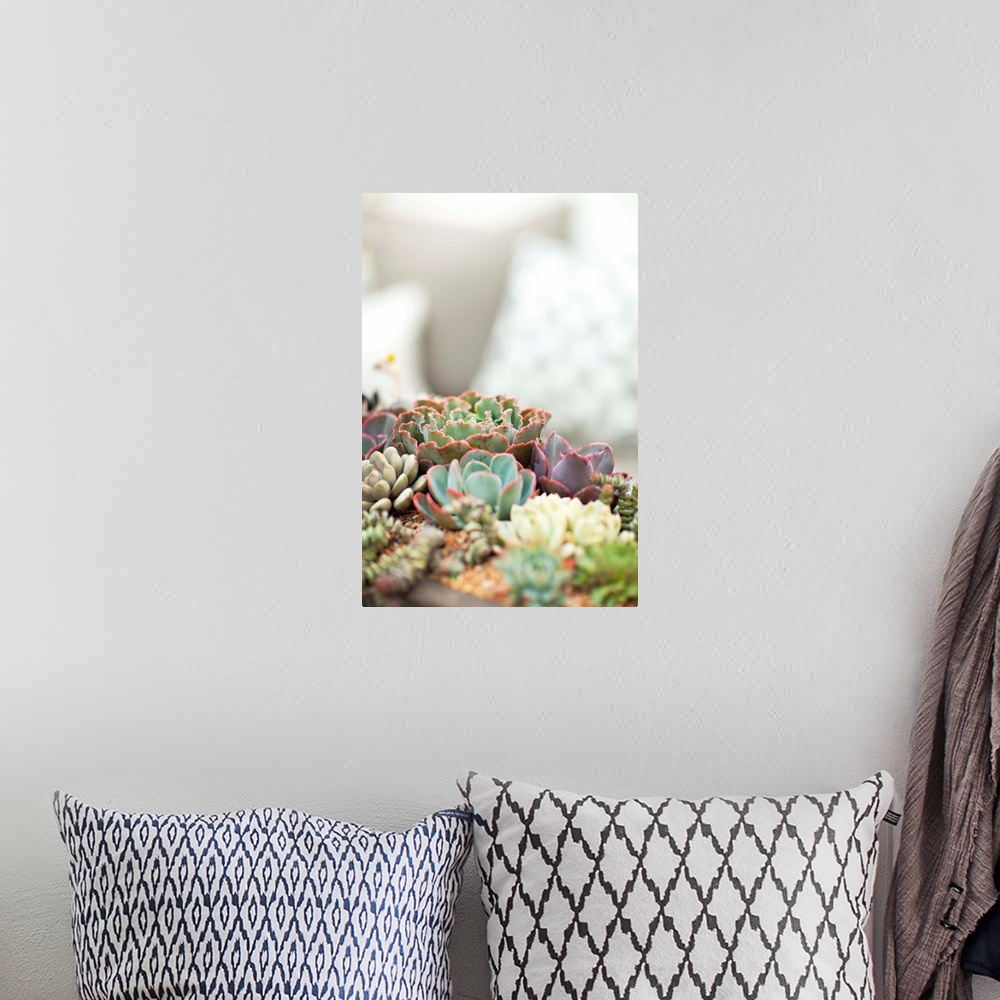 A bohemian room featuring A group of small colorful succulents in a flower pot.