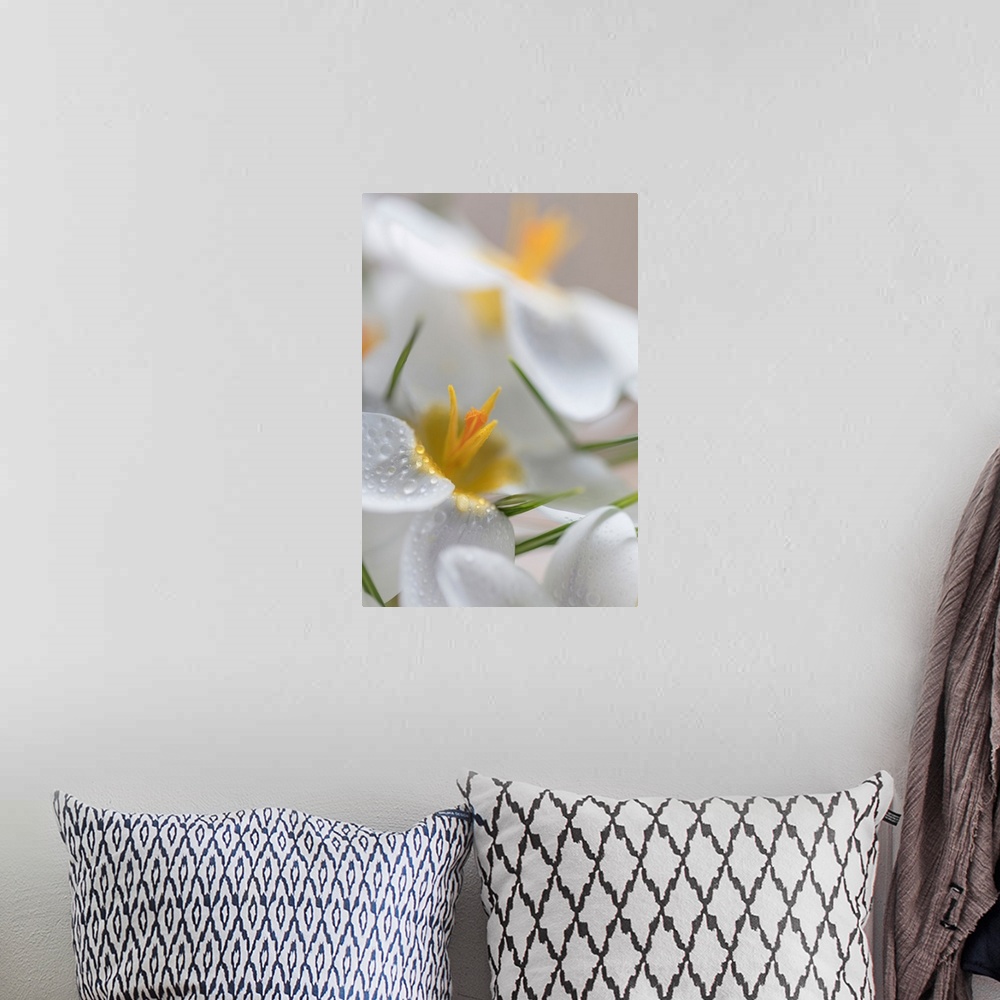 A bohemian room featuring White Crocus Blossoms I