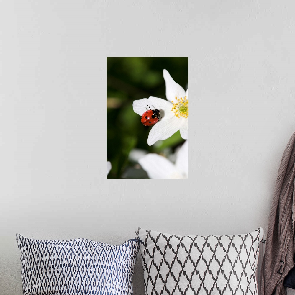A bohemian room featuring A ladybird on a wood anemone Stockholm Sweden.