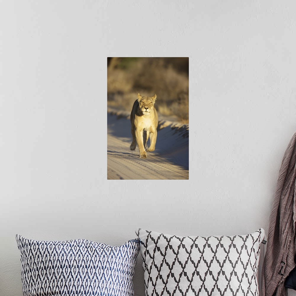 A bohemian room featuring A Lioness walking towards the camera, Kgalagadi Transfrontier Park, Northern Cape Province, South...