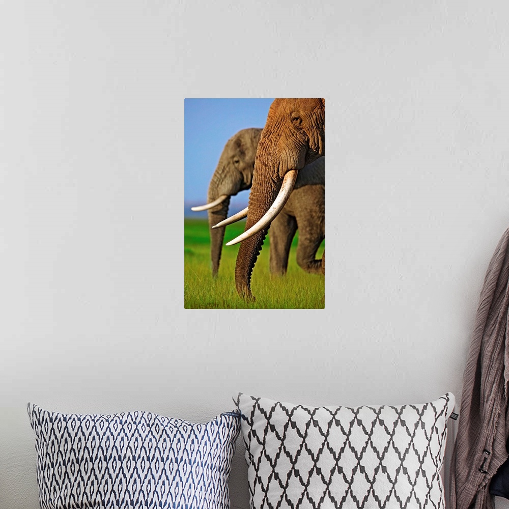 A bohemian room featuring Two African elephant bulls at Amboseli National Park.