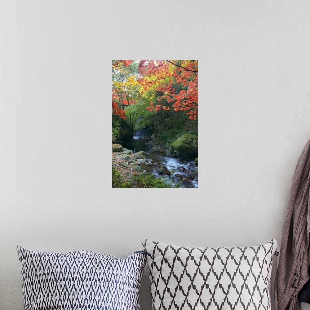 A bohemian room featuring Photograph of a forest in the fall with a peaceful stream running through it.