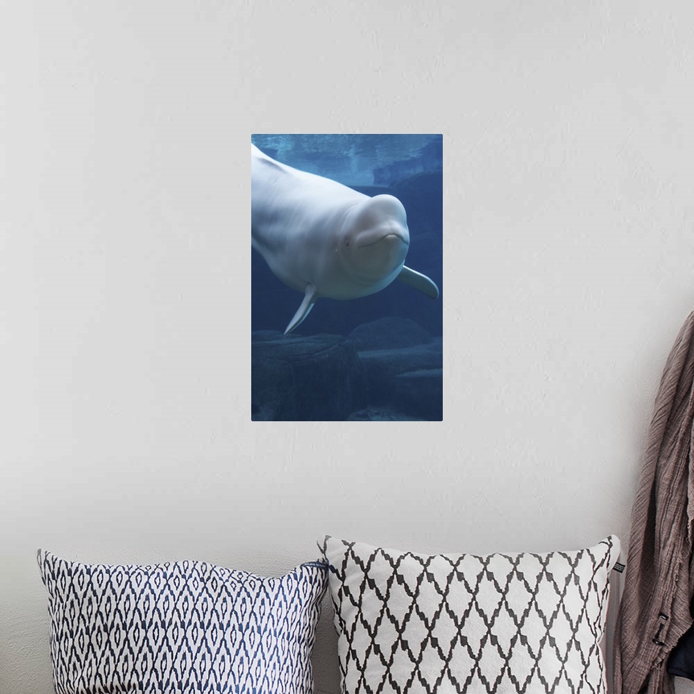 A bohemian room featuring Beluga whale (Delphinapterus leucas) in aquarium, captive