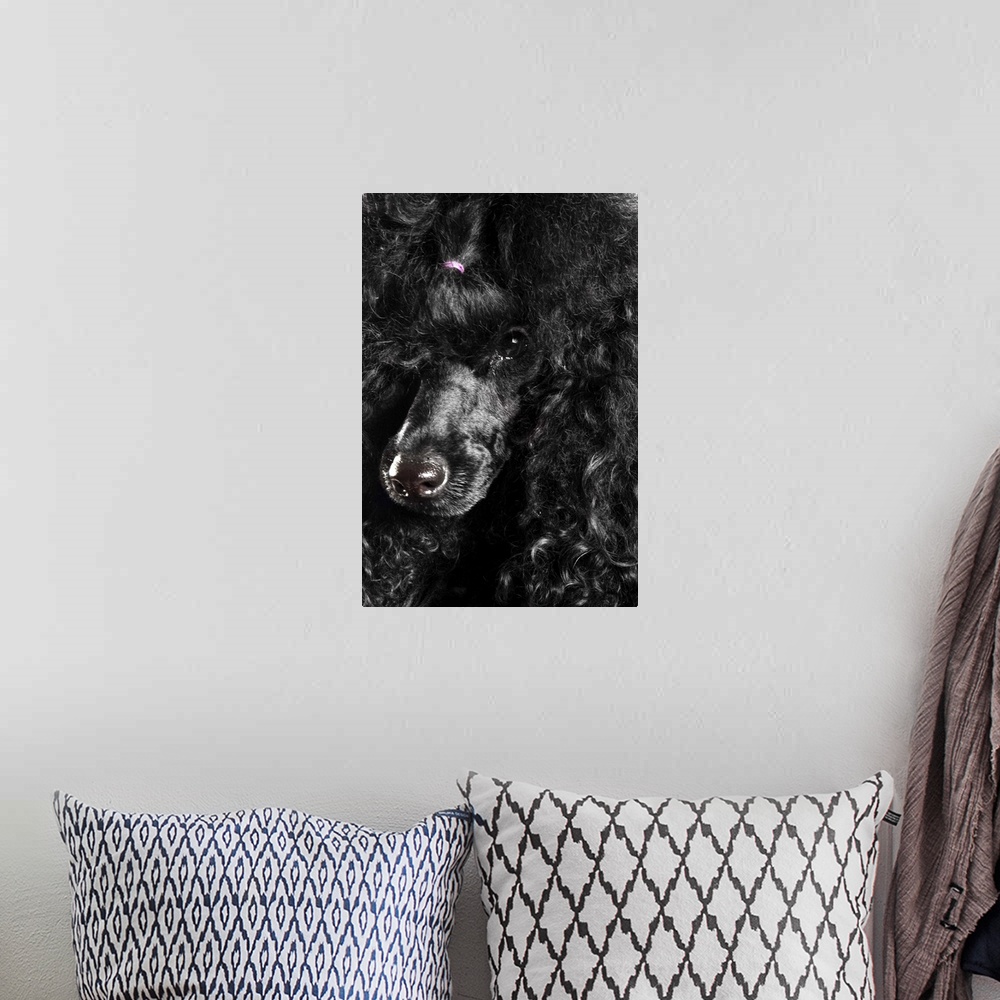 A bohemian room featuring Black Poodle