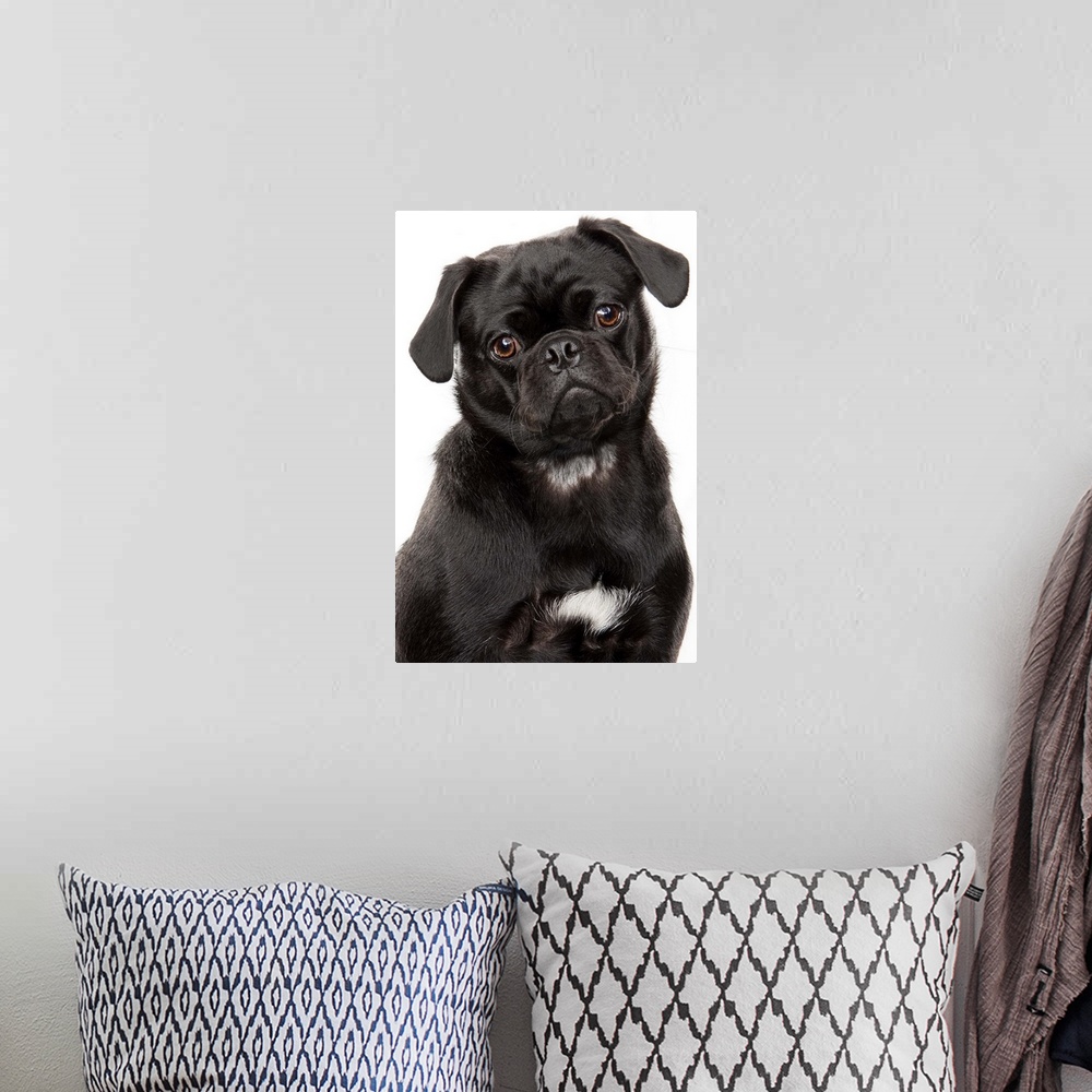 A bohemian room featuring Black pug looking forward on a white background in studio