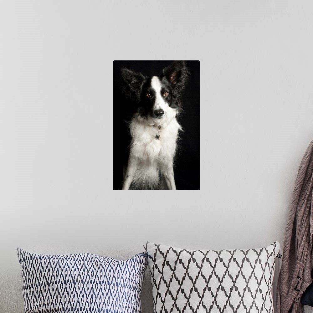 A bohemian room featuring An inquisitive Border Collie posing for the camera.