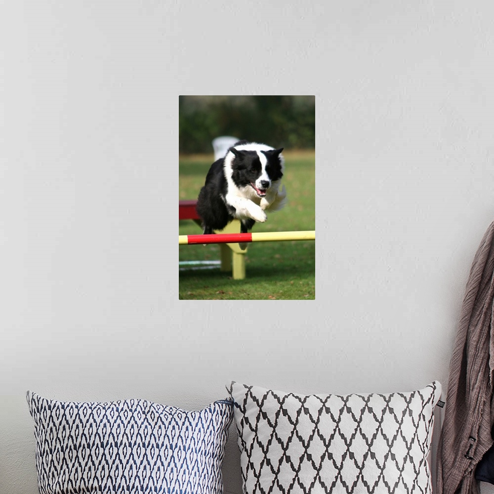 A bohemian room featuring Border Collie jumping over a hurdle