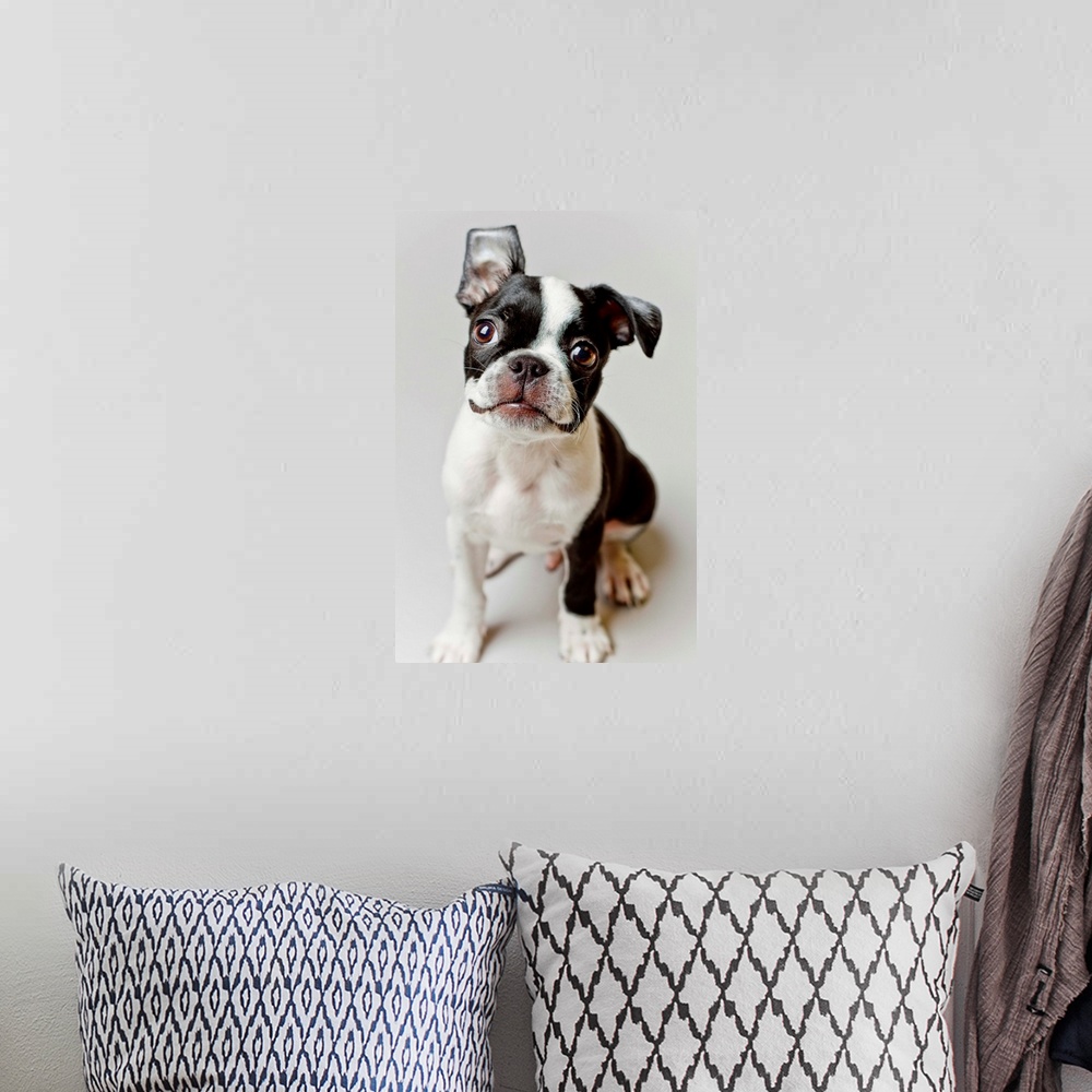 A bohemian room featuring Boston Terrier dog puppy.