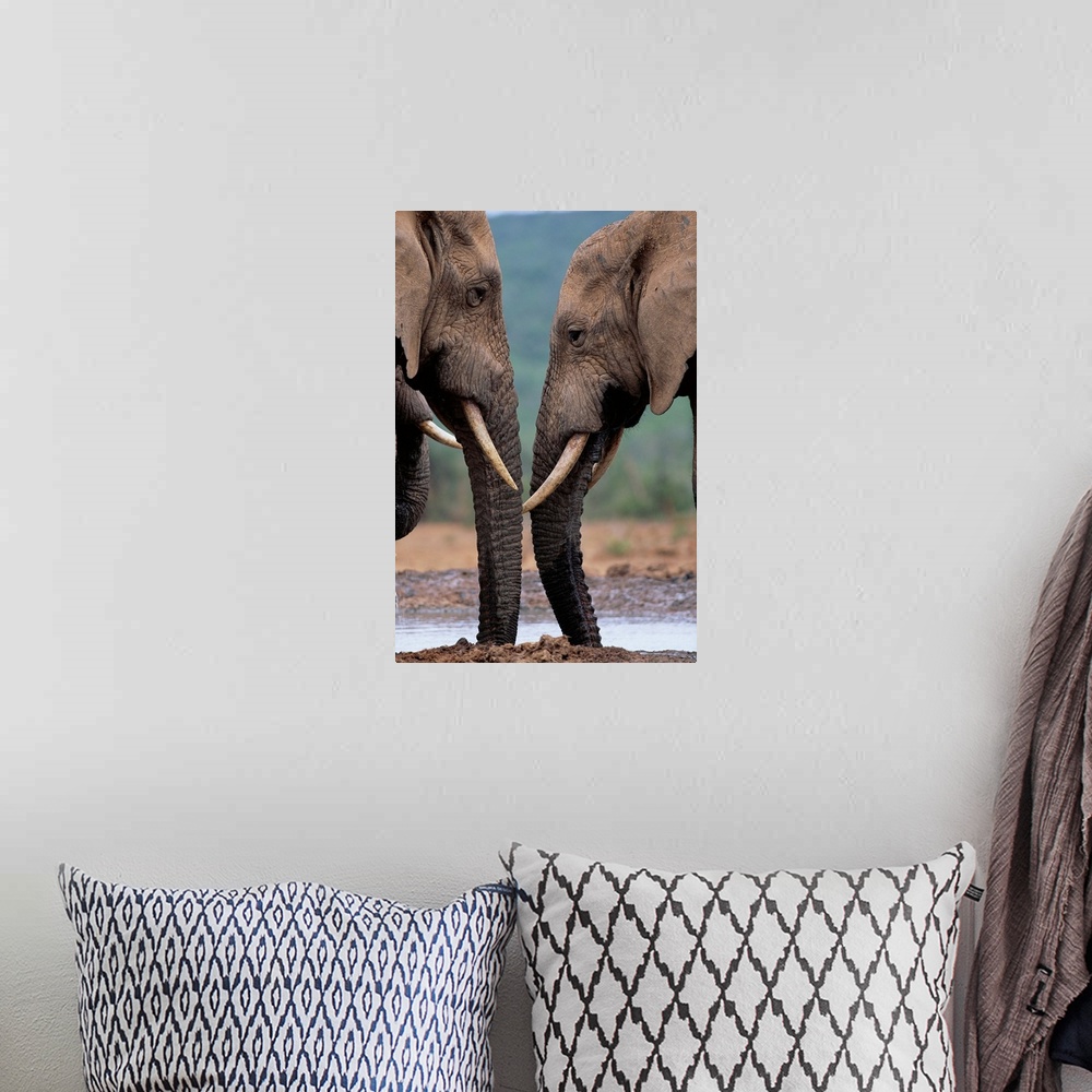A bohemian room featuring Bull Elephants At A Water Hole