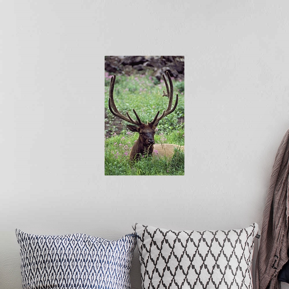 A bohemian room featuring Bull Elk Resting In Alpine Meadow With Antlers In Velvet