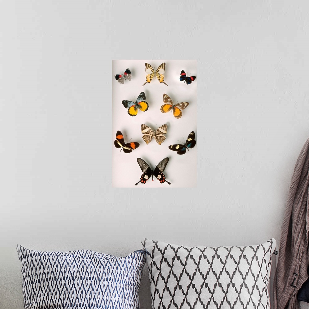 A bohemian room featuring butterflies