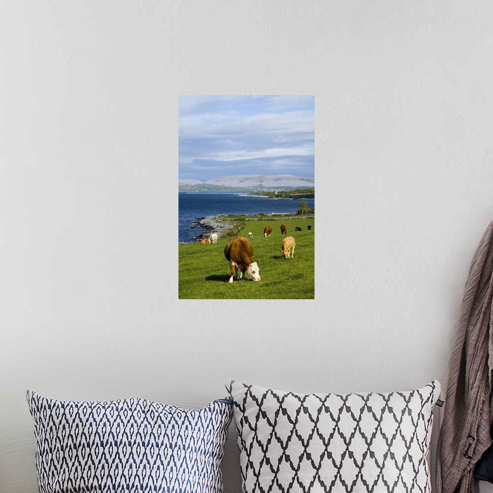 A bohemian room featuring Cattle graze along the coastline, County Clare, Ireland
