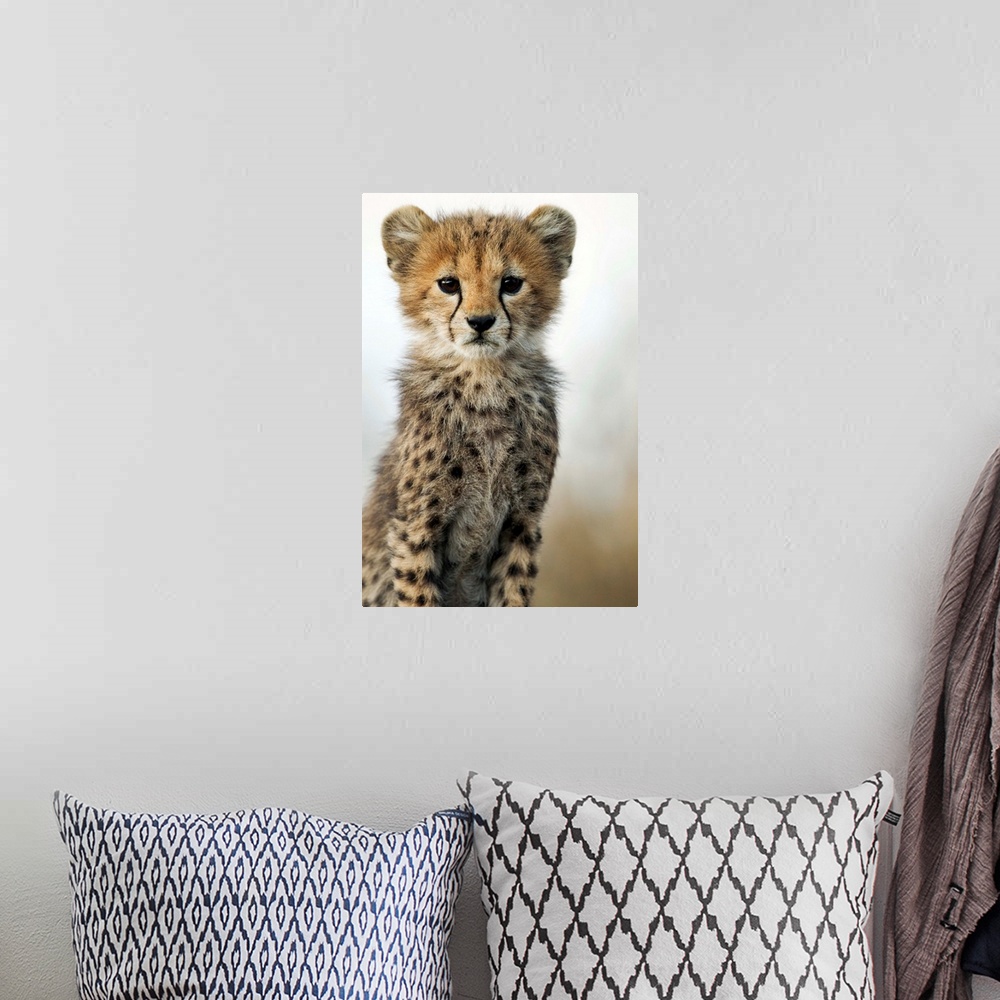 A bohemian room featuring Tanzania, Ngorongoro Conservation Area, Ndutu Plains, Close-up portrait of young Cheetah Cub (Aci...