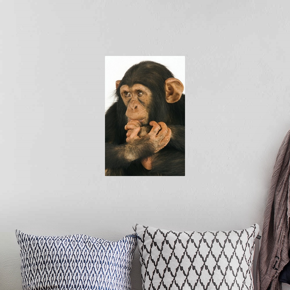 A bohemian room featuring Chimpanzee (Pan troglodytes). Young playfull chimp. Studio shot against white background.