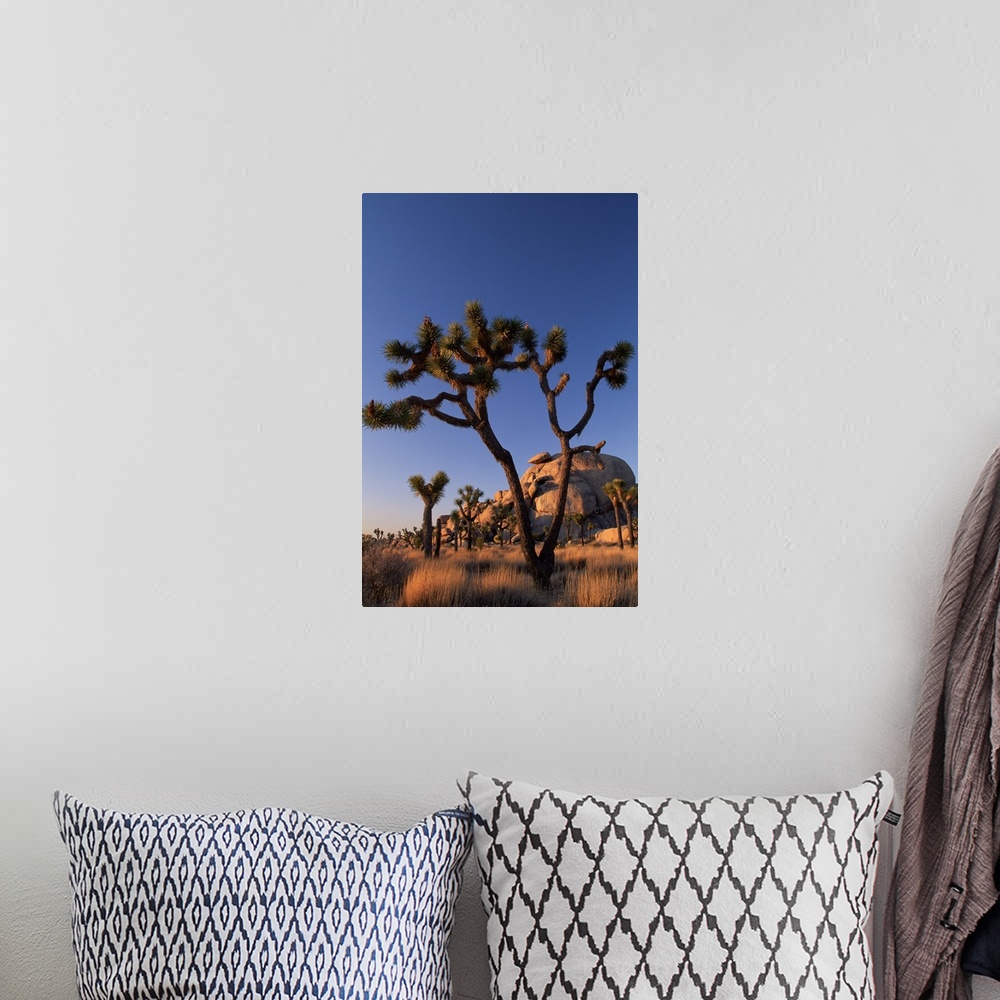 A bohemian room featuring Cholla cactus and Cap Rock , Joshua Tree National Park , California