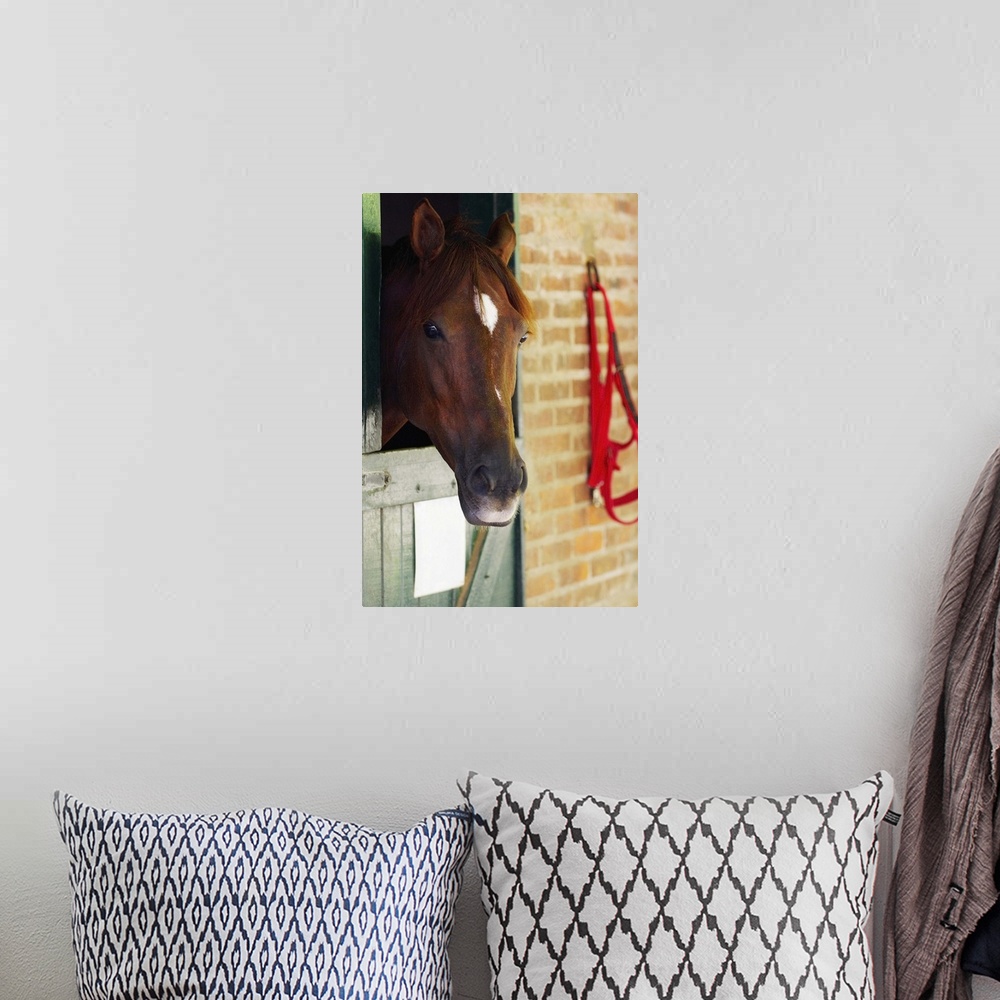 A bohemian room featuring Close-up of a horse
