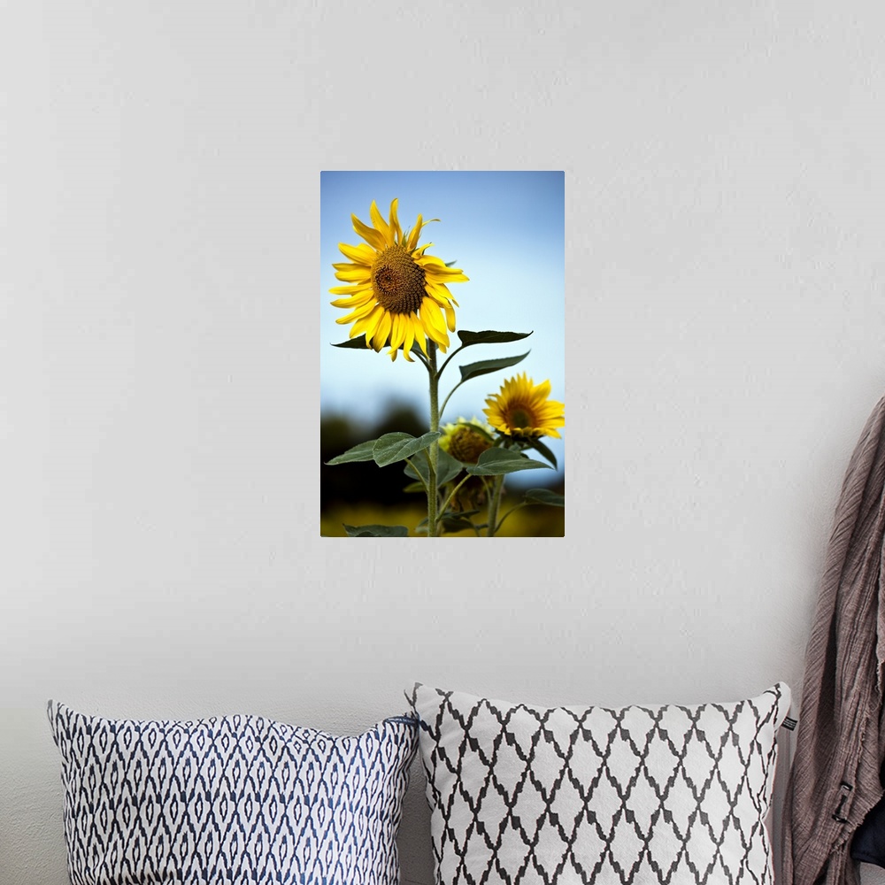 A bohemian room featuring Close up of sunflowers.