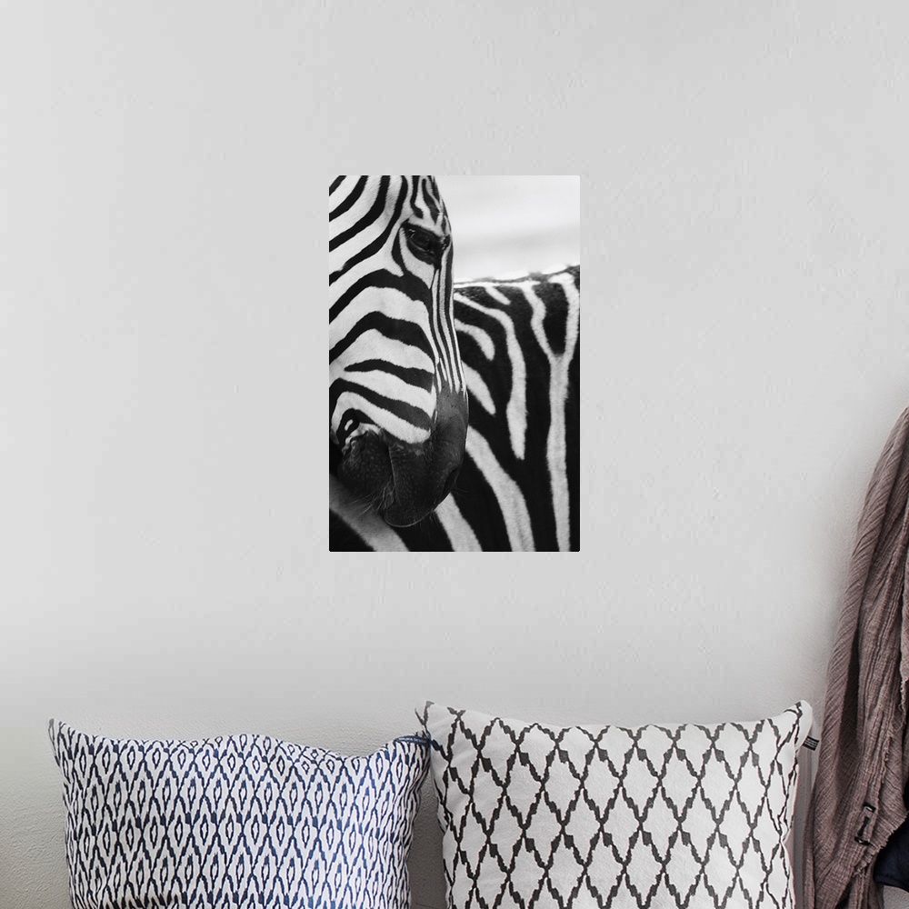 A bohemian room featuring Close-up of zebra face and shoulder
