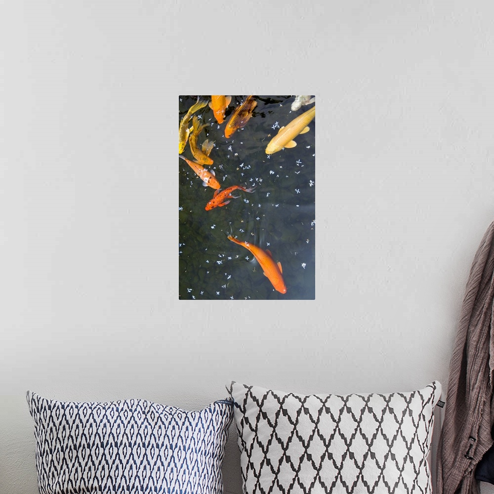 A bohemian room featuring Colorful Japanese carps swimming in pool and flower petals floating on water surface.