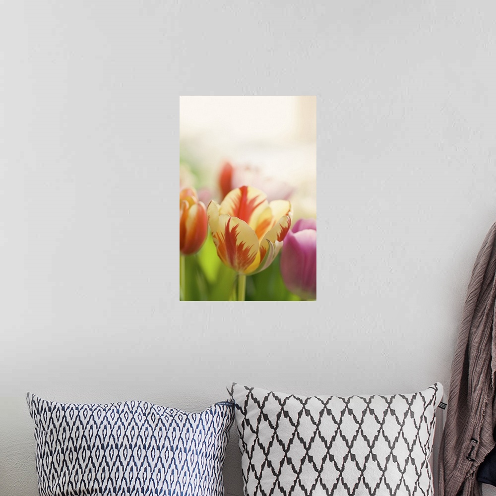 A bohemian room featuring Colorful tulips.