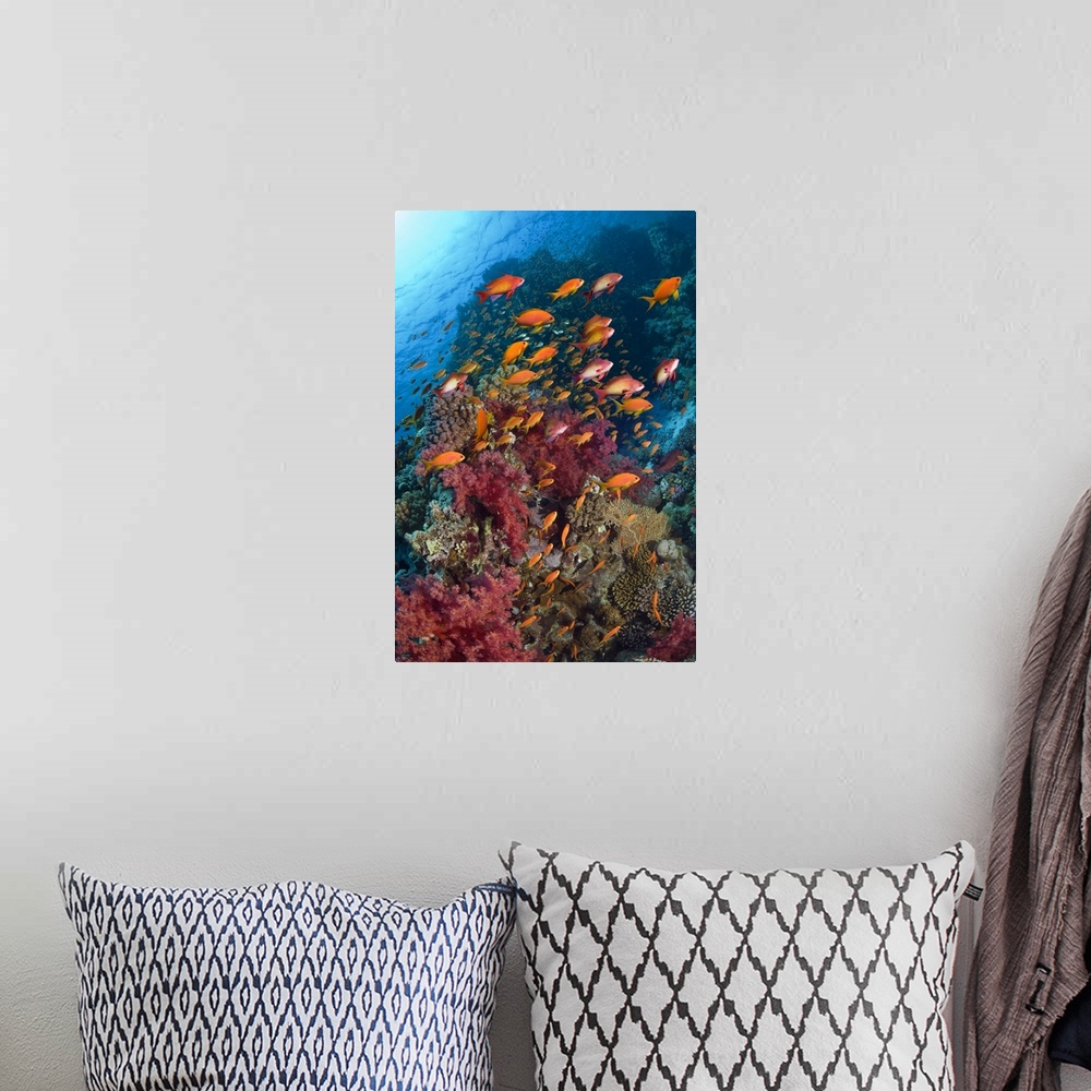 A bohemian room featuring Lyretail anthias or Goldies (Pseudanthias squamipinnis) over coral reef with soft corals (Dendron...
