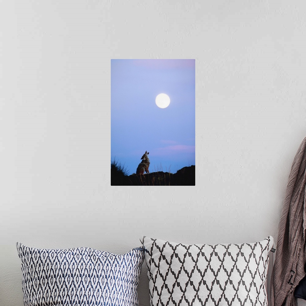 A bohemian room featuring Coyote howling at moon
