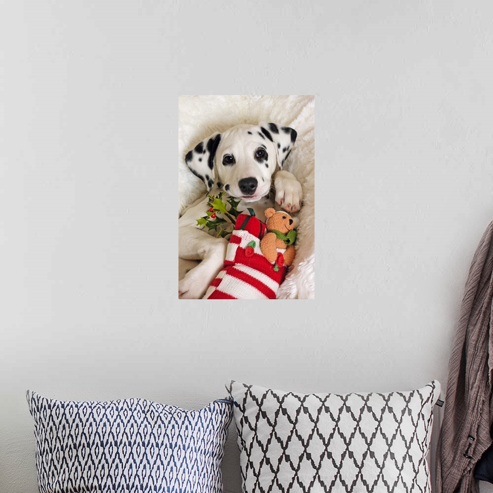 A bohemian room featuring Dalmatian puppy with Christmas Stocking
