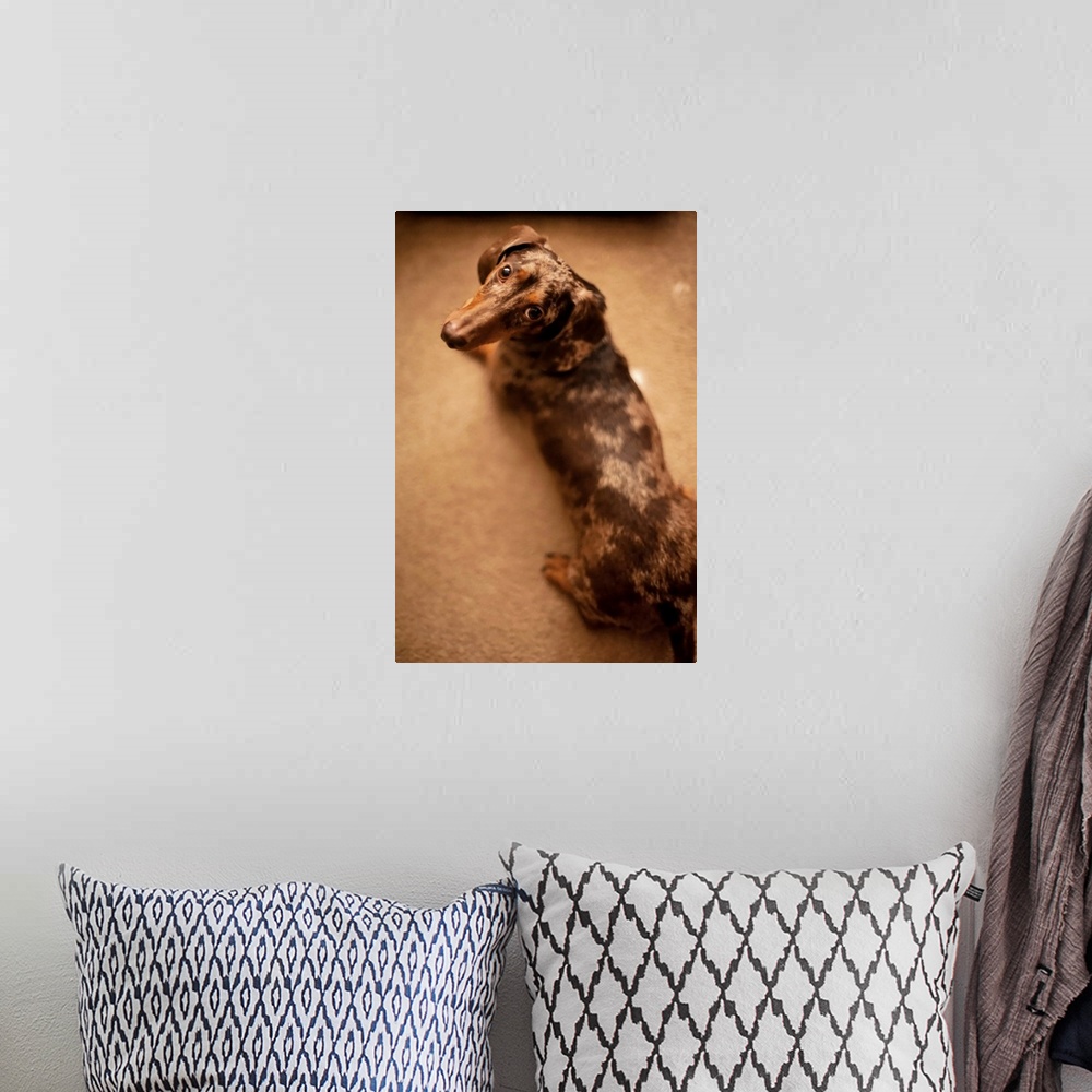 A bohemian room featuring Big brown eyed Dappled Dachshund looks up.