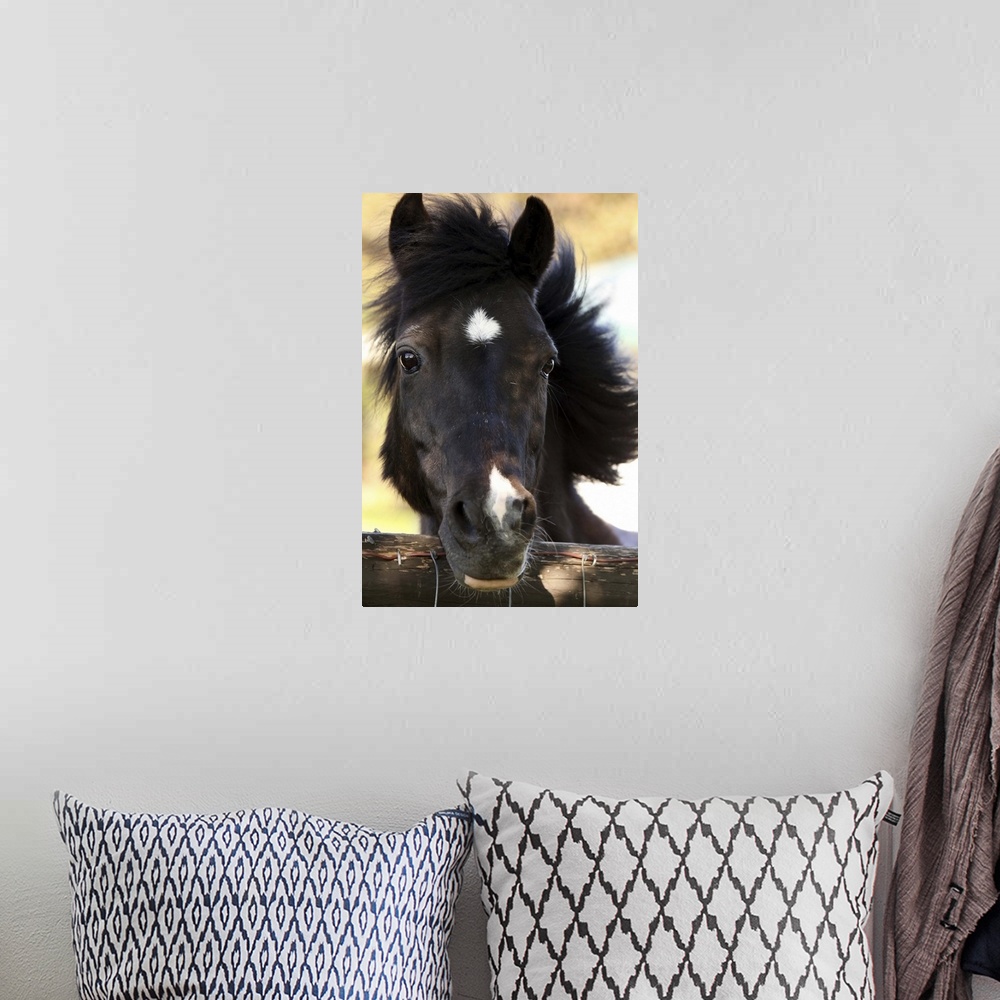 A bohemian room featuring Closeup of a pony looking over a fence.