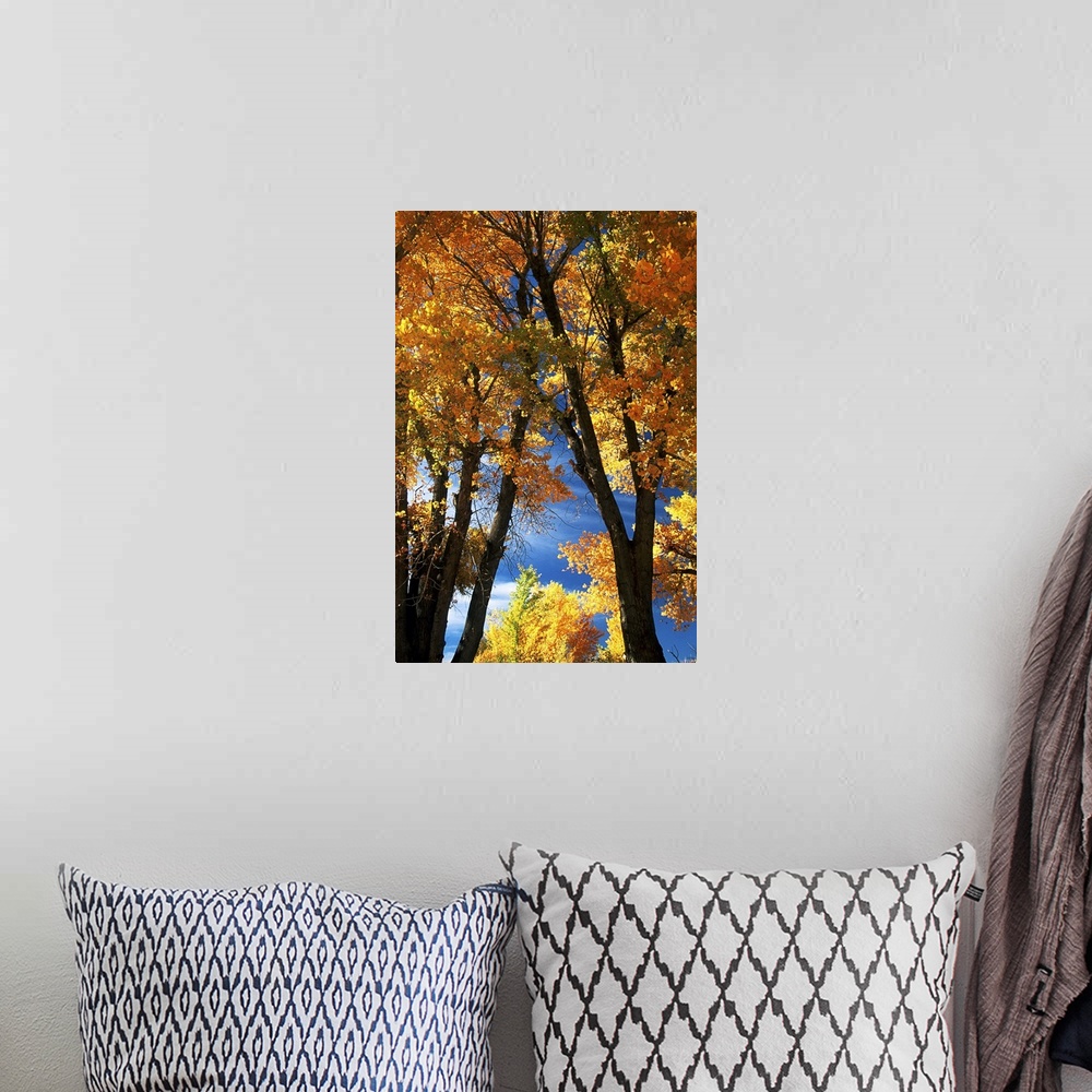 A bohemian room featuring Fall trees