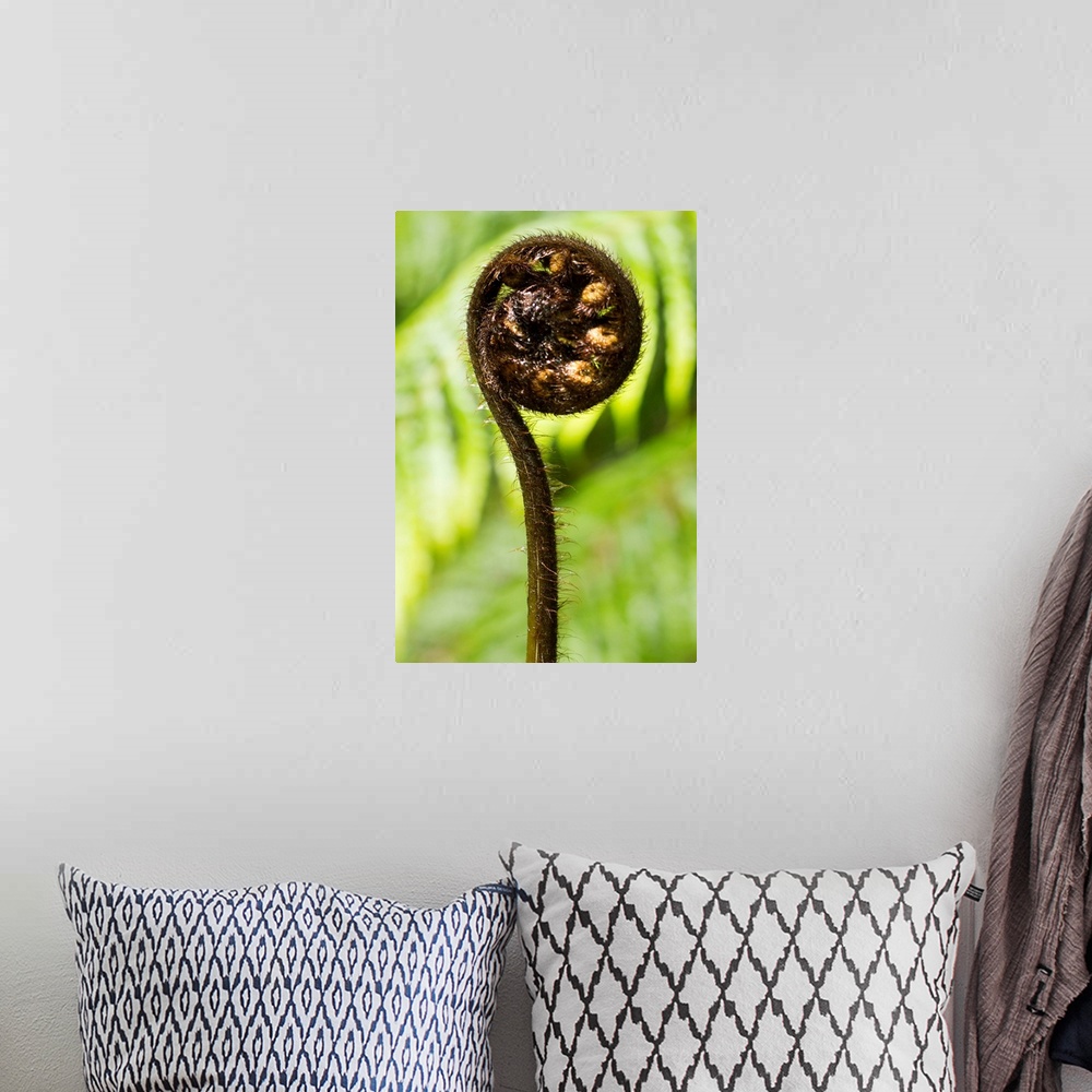 A bohemian room featuring detail of young fern shoot unrolling, selective focus