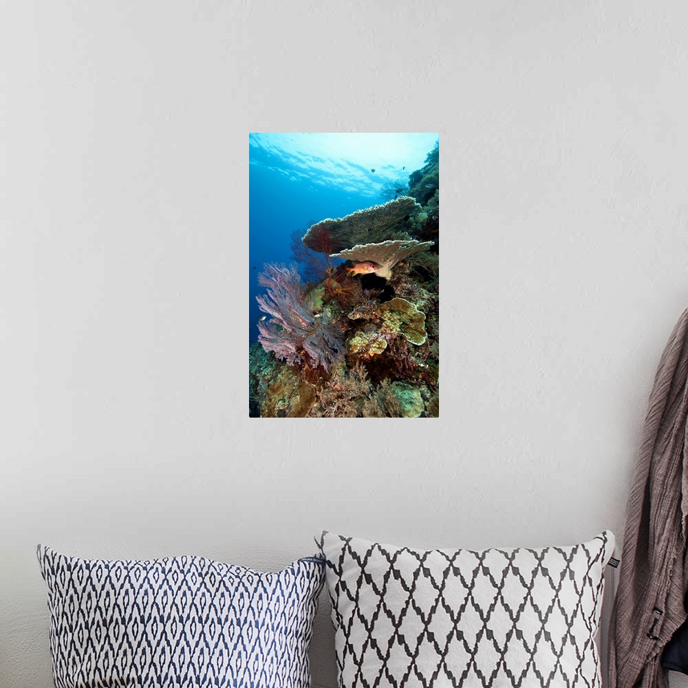A bohemian room featuring Mixture of healthy hard corals, soft corals and tropical fish.  The fish hiding under the plate c...