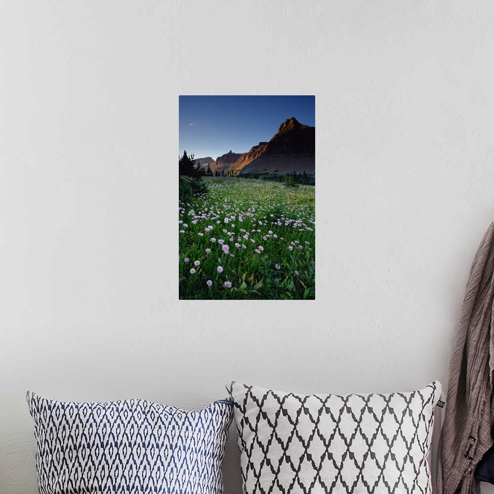 A bohemian room featuring Fleabane in alpine meadow at Logan Pass , Glacier National Park , Montana