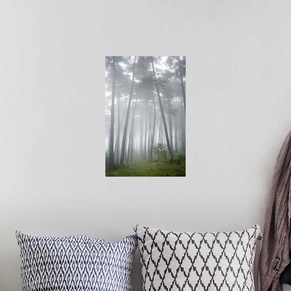 A bohemian room featuring USA, California, San Francisco, The Presidio, Fog surrounding Cypress trees in forest