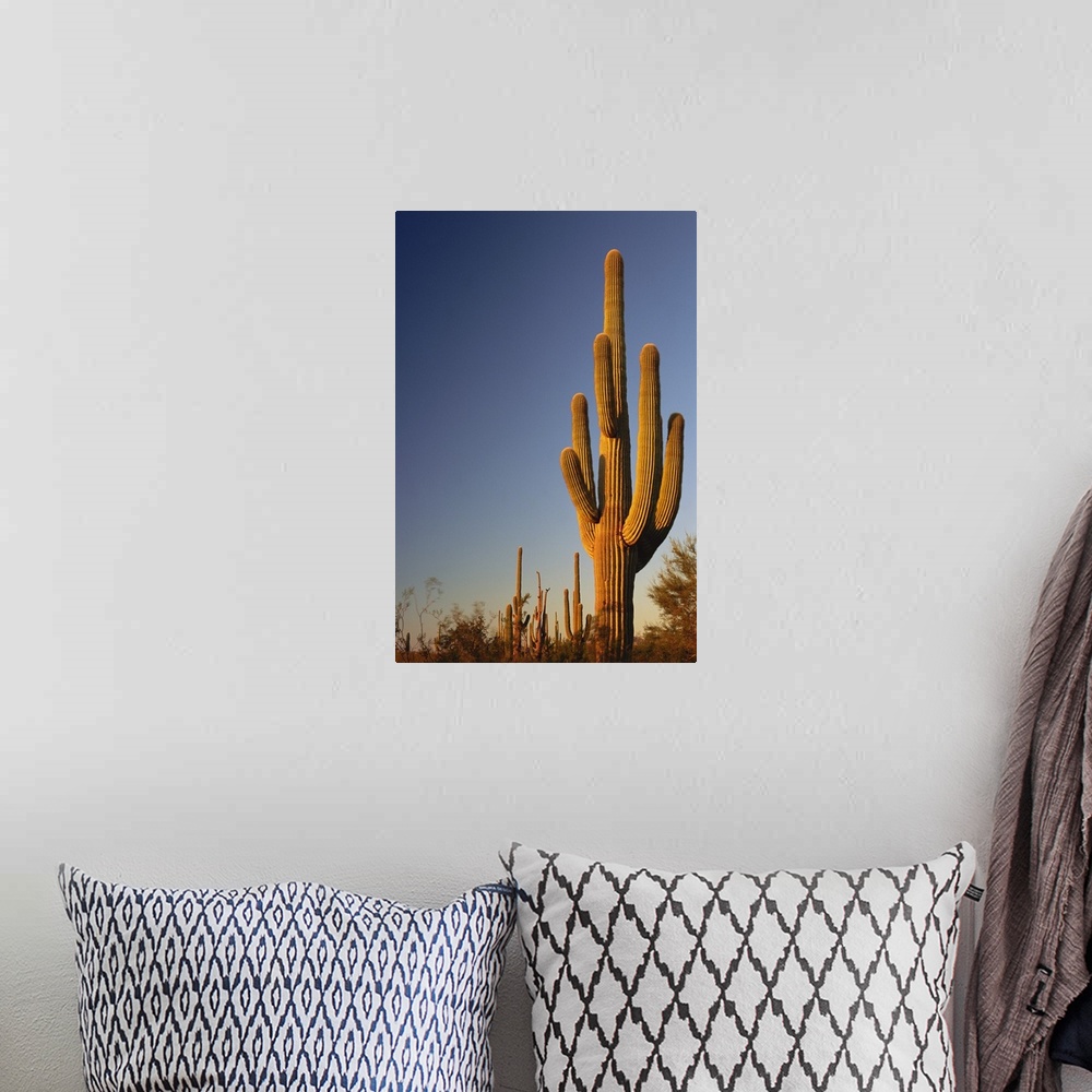 A bohemian room featuring Giant Seguaro Cactus, Organ Pipe Nat'l. Monument, AZ, USA