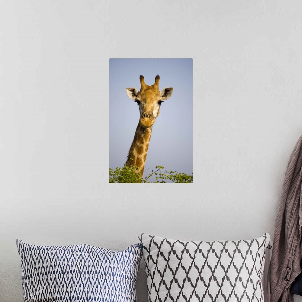 A bohemian room featuring (giraffa camelopardalis), looking at camera, in Kruger National Park in South Africa. Outdoors.