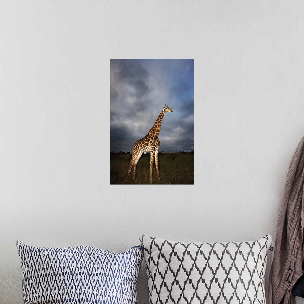 A bohemian room featuring Giraffe (Giraffa camelopardalis) in dramatic light, Kruger National Park, Mpumalanga Province, So...