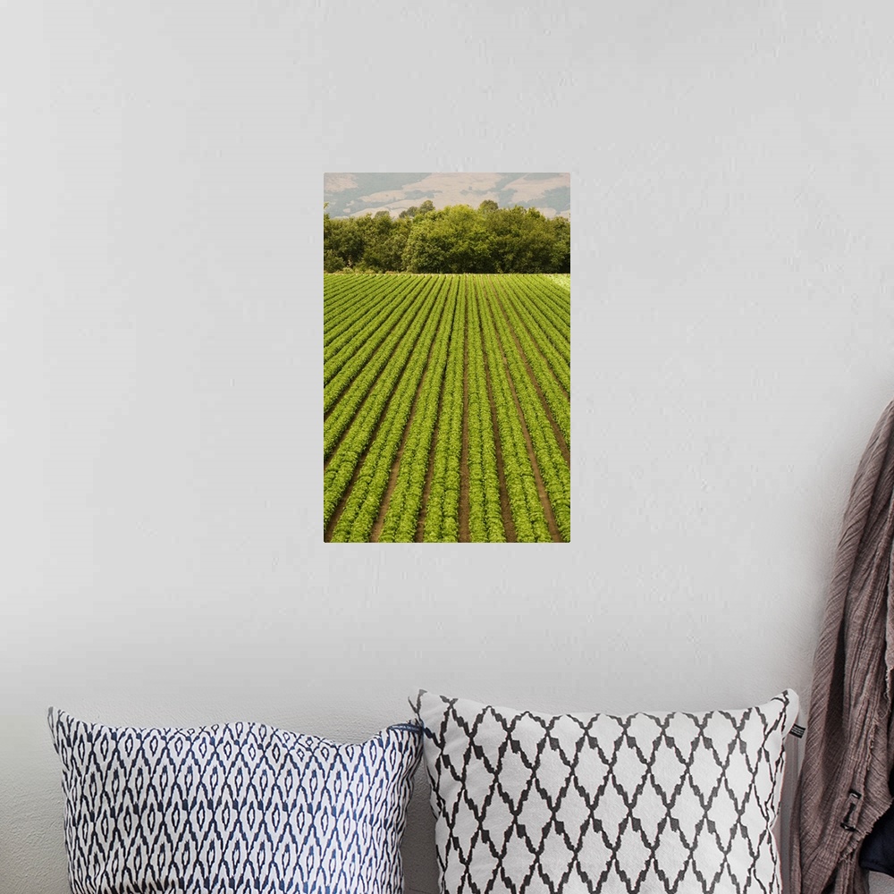 A bohemian room featuring High angle view of a farm, California, USA