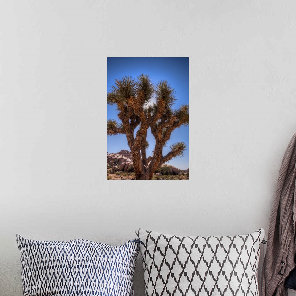 A bohemian room featuring Joshua tree in desert with blue sky at Barker Dam.