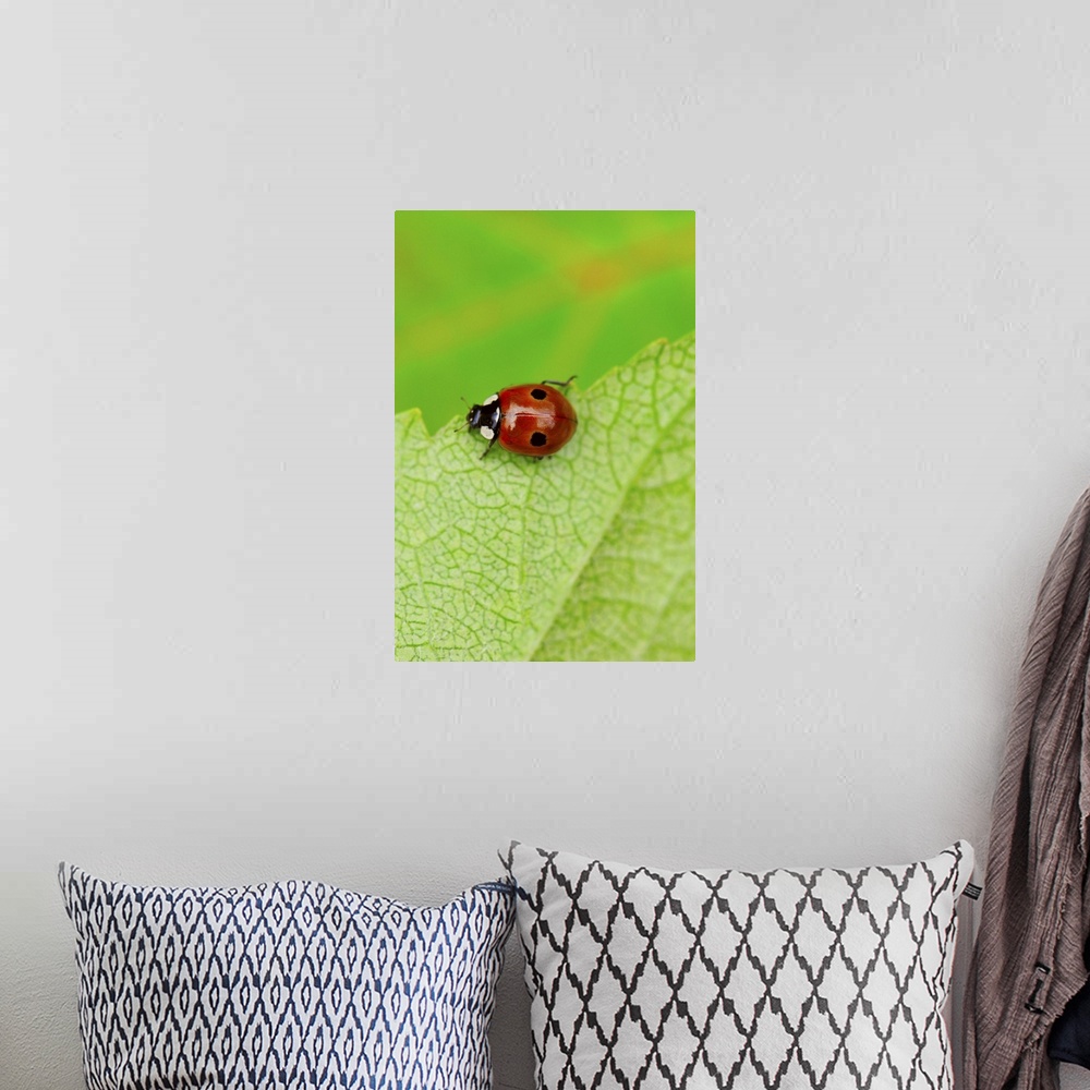 A bohemian room featuring Ladybird walking across a leaf