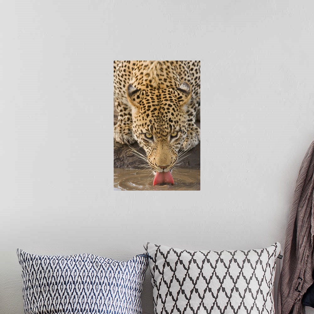 A bohemian room featuring Leopard drinking, Greater Kruger National Park, South Africa