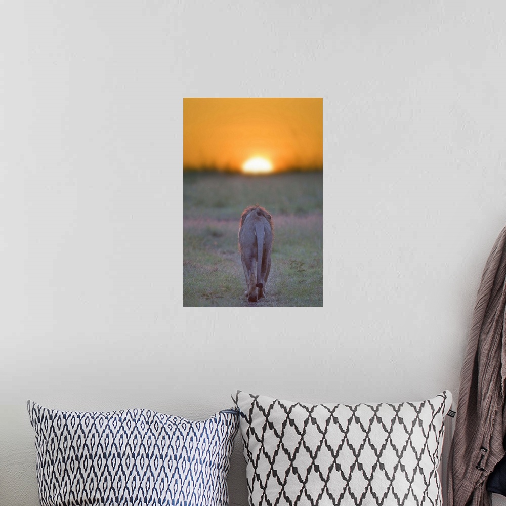 A bohemian room featuring Lion walking towards the sunset, Kenya, Masai Mara