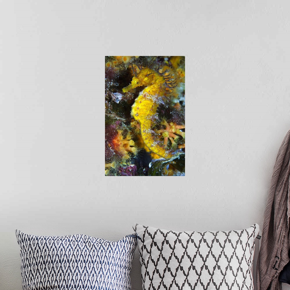 A bohemian room featuring Yellow sea horse in yellow plant area.