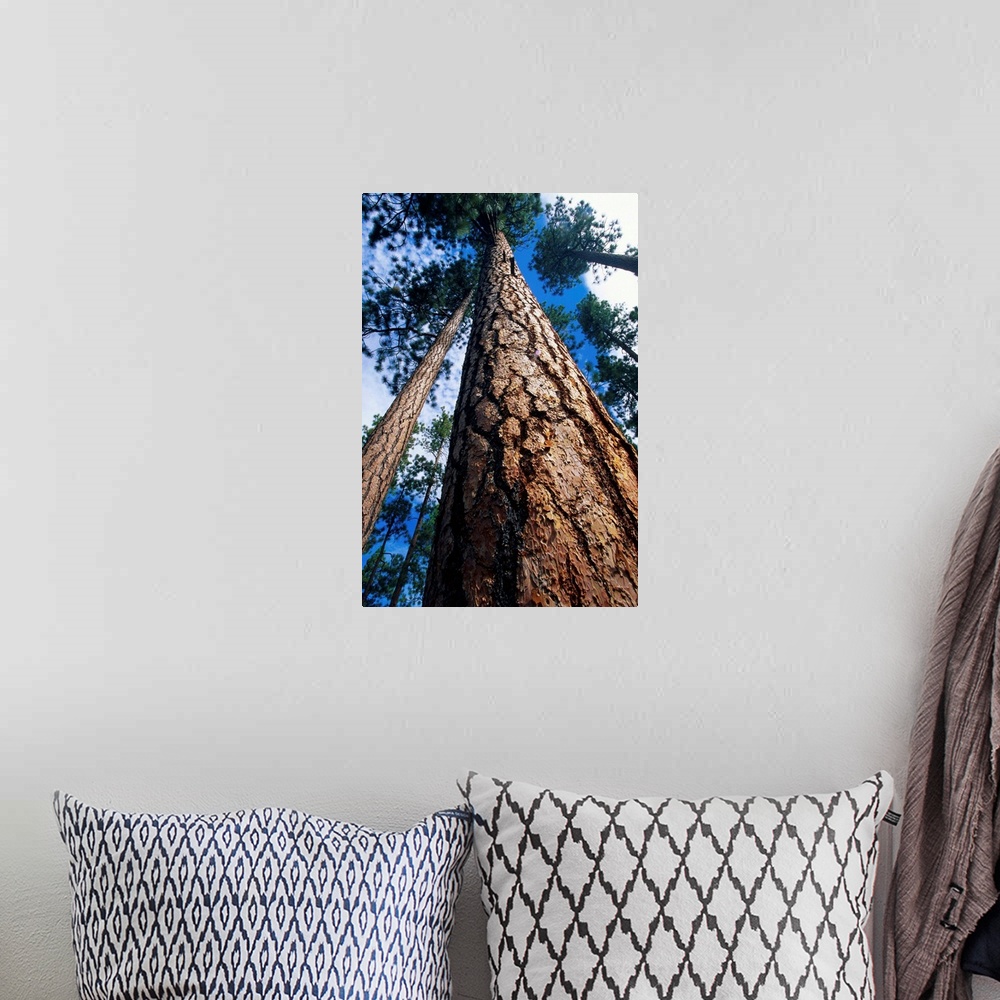 A bohemian room featuring Looking Up A Ponderosa Pine Tree
