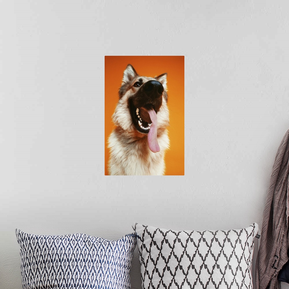 A bohemian room featuring low angle shot of a German Shepard with its tongue hanging out