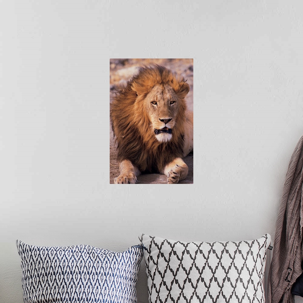 A bohemian room featuring Male lion in Ngorongoro Crater , Tanzania