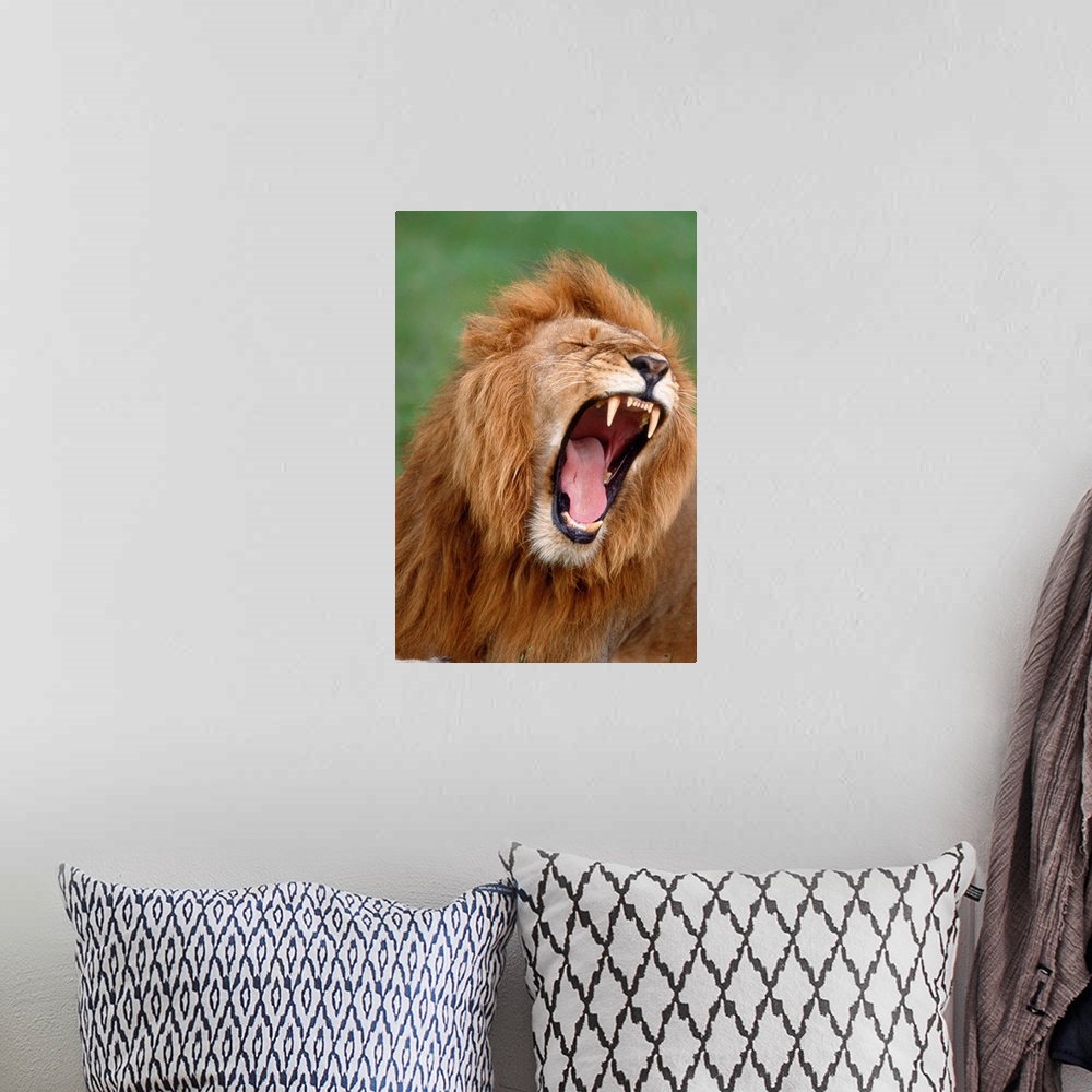 A bohemian room featuring Male Lion Tearing His Mouth Open
